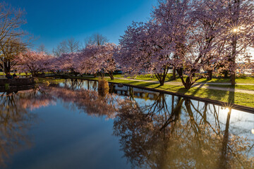 Kirschblüte in der Oberpfalz © Thomas