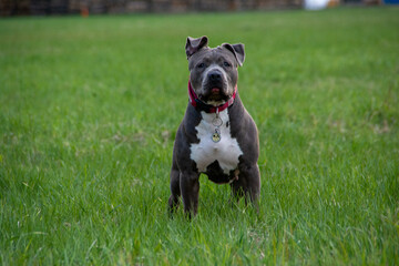 Blue American staffordshire terrier, amstaff, stafford pit bull big strong gray dog outdoor 