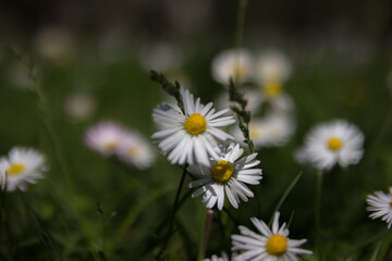Chamomile in the field. Flowers in the field. Spring flowers in the field. Flowers on the calendar