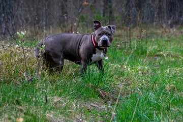 Blue American staffordshire terrier, amstaff, stafford pit bull big strong gray dog outdoor 