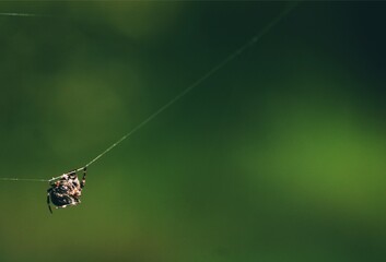 spider on a web