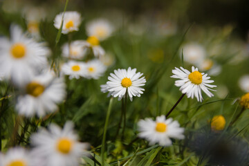 Chamomile in the field. Flowers in the field. Spring flowers in the field. Flowers on the calendar