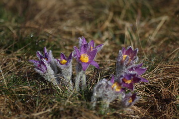 küchenschelle