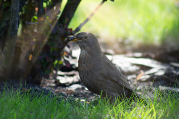 A starling in the grass under a bush holds in its beak a beetle that has just been caught.