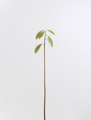 Young green avocado leaves on a neutral light background.Stylish minimalistic floral home interior concept.Vertically.copy space