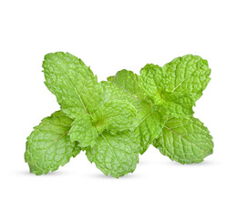 Fresh raw mint leaves isolated on white background