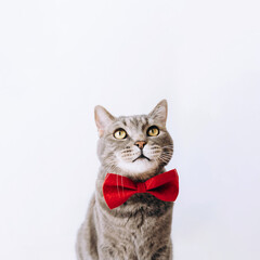 Portrait of a gray cat with a red butterfly on its neck on a light background.looking up.animal background.World pet day.Minimal, stylish, trendy holiday concept.Pet Store Poster Design