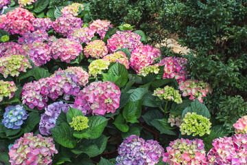 Hydrangea blooming in early summer in a beautiful garden in Taiwan