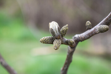 Fototapeta premium Walnut flower