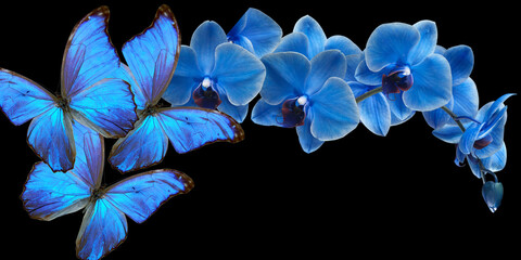 blue butterfly and blue orchid