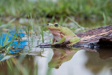 frog in the water