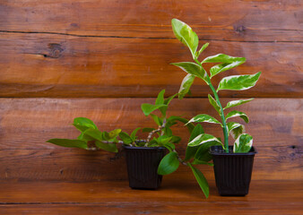 A houseplant with beautifully patterned leaves in black pot on wood table. Natural texture, front view. Indoor gardening.