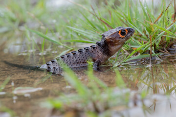 Naklejka premium crocodile skink on the water