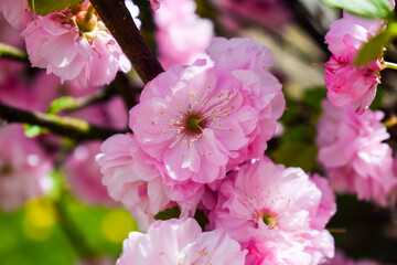 Pink flower of Prunus triloba, sometimes called flowering plum or flowering almond