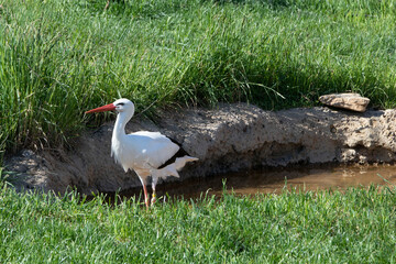 white stork standing in the green grass by water in profile shows a bird with feathers in nature for a summer wildlife background.