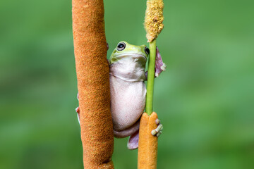 green frog on a branch