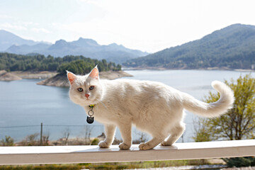 Beautiful white turkish angora cat balancing on the fence of lakehouse with an amazing mountain lake view. Adorable kitty playing outdoor. Close up, copy space, landscape background. © Evrymmnt