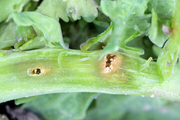 Larva of Cabbage Stem Flea Beetle (Psylliodes chrysocephala) in damaged plant of Oilseed Rape (Brassica napus).