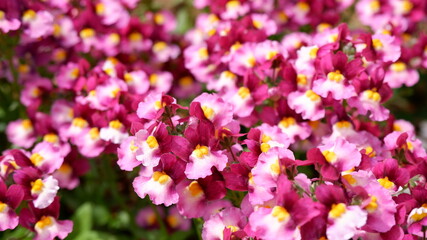 商用で使える花の写真