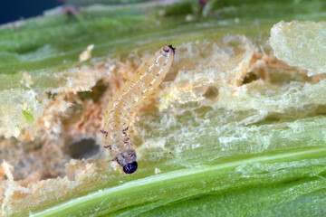 Larva of Cabbage Stem Flea Beetle (Psylliodes chrysocephala) in damaged plant of Oilseed Rape (Brassica napus).