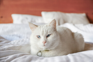 Fototapeta na wymiar Adorable white Turkish Angora cat with blue eyes being lazy at home. Beautiful purebred longhair kitty. Close up, copy space, background.