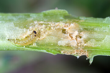 Larva of Cabbage Stem Flea Beetle (Psylliodes chrysocephala) in damaged plant of Oilseed Rape (Brassica napus).