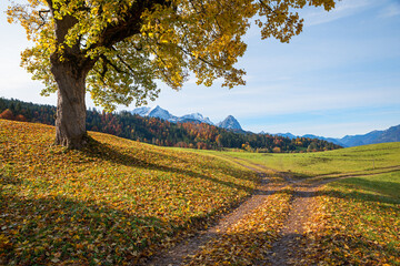 big old maple tree with autumnal colored leaves, alpine landscape upper bavaria