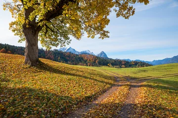  big old maple tree with autumnal colored leaves, alpine landscape upper bavaria © SusaZoom