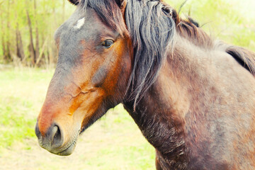Horse on nature. Portrait of a horse, brown horse. farm