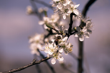 Close up of a bee on damson flowers in spring