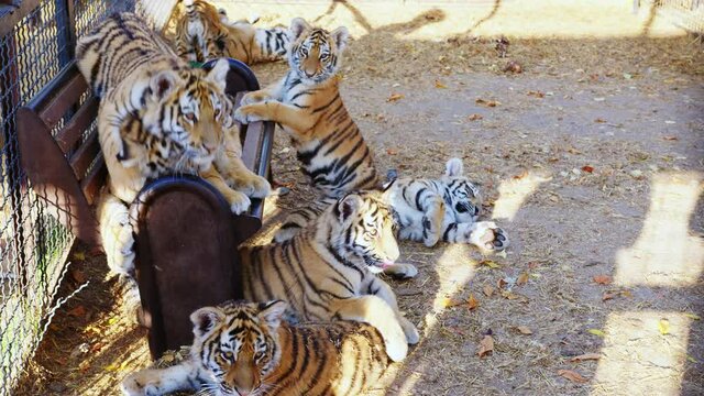 Young tigers in a cage of a shelter or zoo. Many young tigers in a small area in the aviary