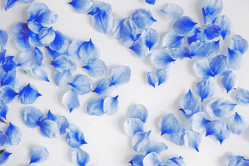 Flower petals tinted in blue are scattered on a white background.