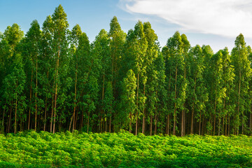 Fototapeta na wymiar Eucalyptus Forest