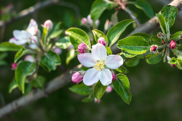 Twig of a blossoming apple-tree