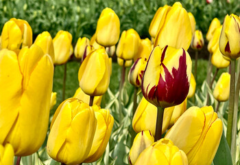Obraz premium Tulips on a spring day
