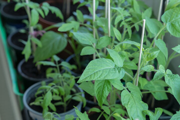 growing tomatoes indoor at spring before planting into garden