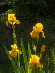 Obraz premium Italia, Toscana, Firenze, il Giardino dell'Iris. Fiori di Iris (Iris germanica).