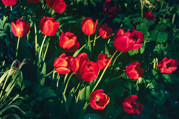 Red tulips on a sunny day. A floral background of beautiful bright red tulips blooming in the garden on a sunny spring day against a background of green grass.