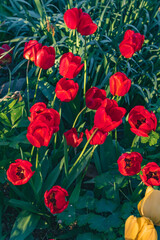 Red tulips on a sunny spring day. Floral background of beautiful bright red tulips blooming in the garden on the background of green grass. Vertical image.