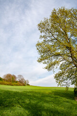 frisches Grün im Mai, am Waldrand