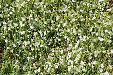 Fototapeta premium Wandern auf den Nordpfaden in Rotenburg Wümme nahe der Gemeinde Elm (Hiking in North-Western Germany) | Weise Blumenwiese (white flowers)