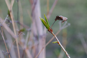 An old dry leaf and a young green leaf at the same time on a tree branch. Photo of nature in spring. 