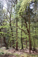 Wandern auf den Nordpfaden in Rotenburg Wümme nahe der Gemeinde Elm (Hiking in North-Western Germany) | Waldwege (forest paths)