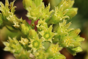 jovibarba sobolifera rojniczek pospolity