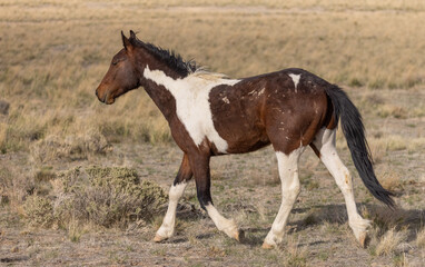 Fototapeta na wymiar Wild Horse Stallion in the Utah Desert