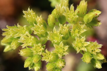 jovibarba sobolifera rojniczek pospolity