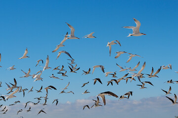 A large flock of birds, Skimmers and seagulls, take off flying from a Florida Beach.