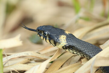 The head of a grass snake with a yellow eye and yellow spots on the skin pattern. Natrix natrix in the dry grass. Side view. Close-up.