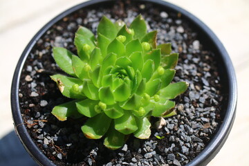 jovibarba sobolifera rojniczek pospolity