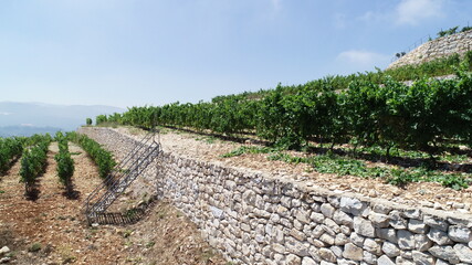 Vineyard close up. Summer season. Red wine in the making. Syrah, Cabernet sauvignon, Cabernet...